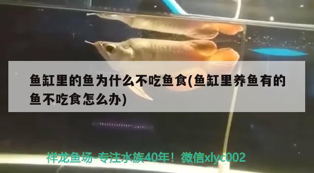 彩蝶魚缸能用幾年不換水嗎視頻講解：彩蝶魚缸能用幾年不換水嗎視頻講解一下 觀賞魚市場（混養(yǎng)魚）