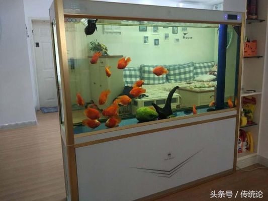 常見觀賞魚品種大全圖解及名稱（常見觀賞魚品種大全圖解及名稱圖片）