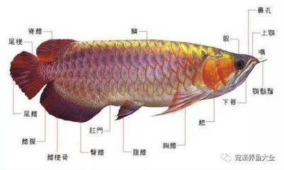 亞克力魚缸制作廠家電話號碼多少（ 亞克力魚缸定制專家） 白子關(guān)刀魚