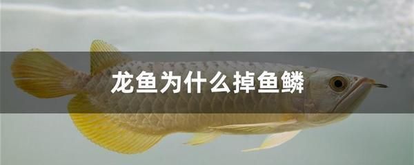 魚缸的沉木（魚缸的沉木是什么木頭）