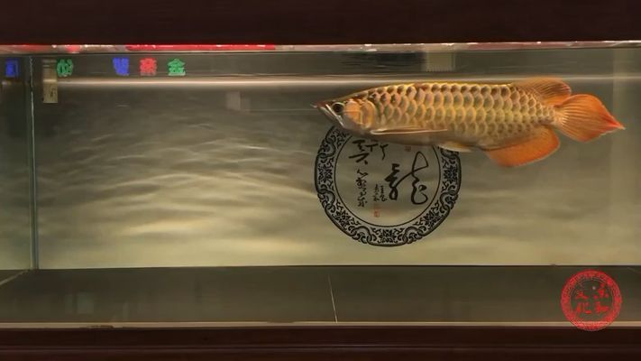 龍魚起白毛什么病vs祥龍魚場：祥龍魚場與龍魚起白毛病因及防治祥龍魚場評價如何