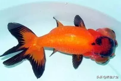 定做底濾魚缸(定做底濾魚缸多少錢) 三色錦鯉魚