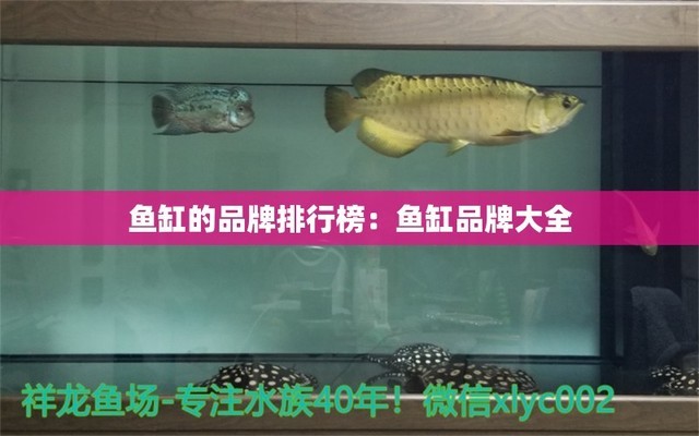 紅龍魚抖身體是怎么回事？