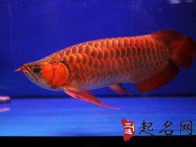 淮安觀賞魚市場(chǎng)這虎怎么樣