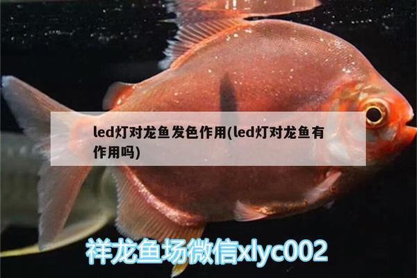 魚缸中沉木長白色毛是什么原因（魚缸中沉木長白色毛是什么原因造成的） 其他品牌魚缸