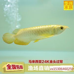 成都魚缸批發(fā)廠家電話號碼多少（成都魚缸批發(fā)廠家電話號碼多少號）