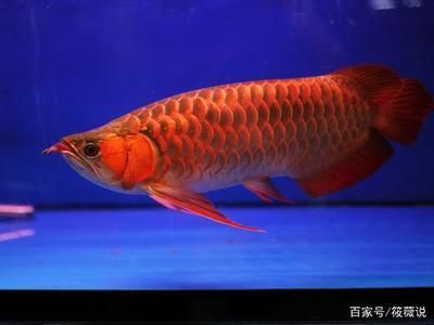 保定觀賞魚養(yǎng)殖場電話地址查詢(保定觀賞魚養(yǎng)殖場批發(fā))