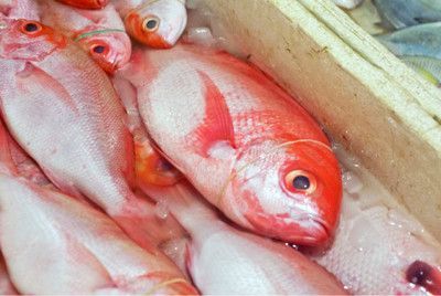 The Fascinating World of <strong><mark>arowana</mark></strong> in Mauritius: A Comprehensive Guide to Location, Distribution, Business Hours, Products, and More