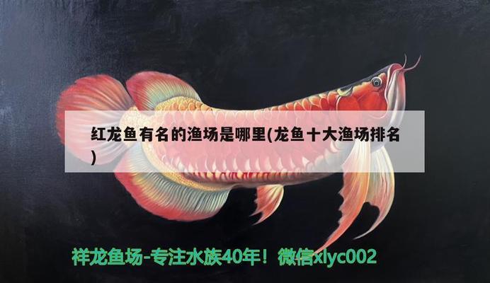 森林景觀魚(yú)缸圖片（森林景觀魚(yú)缸圖片高清）