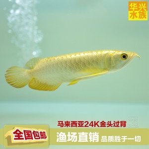 濱州魚缸維修店地址查詢電話是多少（濱州魚缸維修店地址查詢電話是多少號） 觀賞魚市場（混養(yǎng)魚）