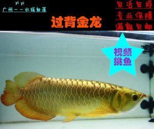 森森水族魚缸燈不亮了（森森水族魚缸燈不亮了該怎么辦） 黃金招財(cái)貓魚