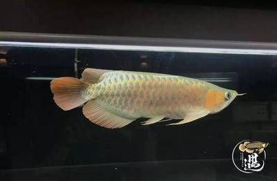 魚缸底砂如何選擇品牌(魚缸底沙哪個(gè)牌子好) 野彩魚