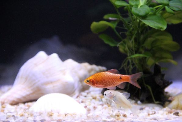 北京寶虹義南水族館