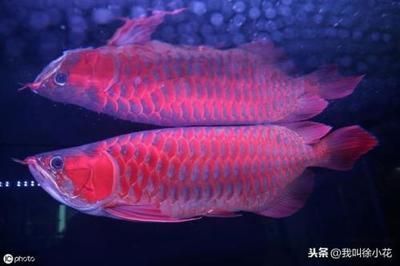 龍魚飼養(yǎng)知識大全圖片視頻（龍魚飼養(yǎng)知識大全圖片視頻教程） 廣州龍魚批發(fā)市場