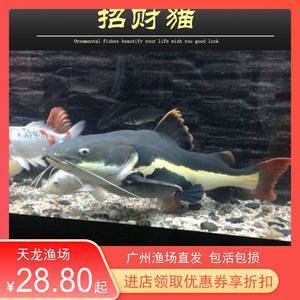 如皋市淼淼水族用品有限公司（如皋市淼淼水族用品有限公司電話） 水族用品