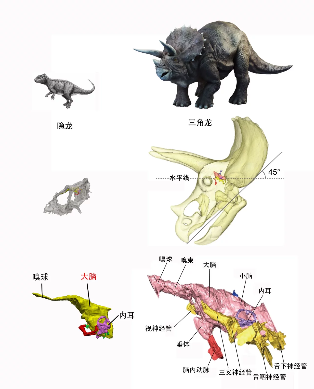 科學家新發現：恐龍越大，智力越差？