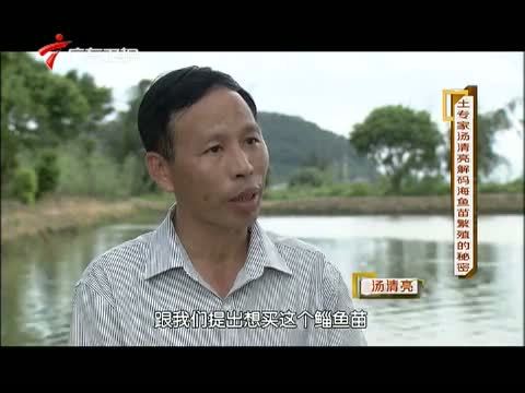 凡人大爱 《凡人大爱》 20140728 “土”专家汤清亮解码海鱼苗繁殖的秘密