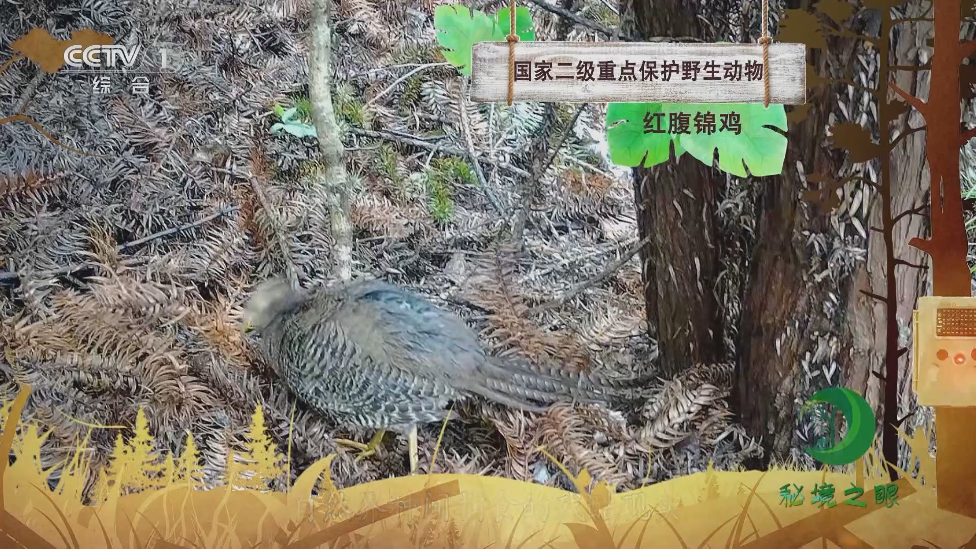 秘境之眼 《秘境之眼》 红腹锦鸡 20230922