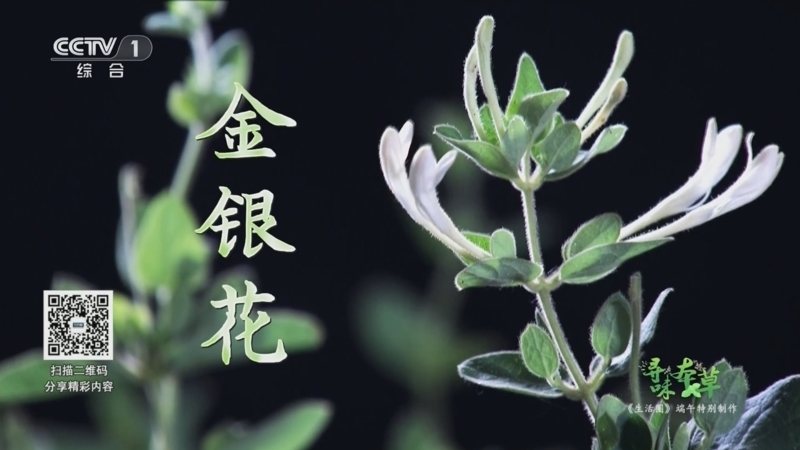 生活圈 《生活圈》 20240608 端午特别制作：寻味本草