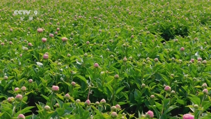 花开中国第二季 《花开中国 第二季》 第7集 芍药