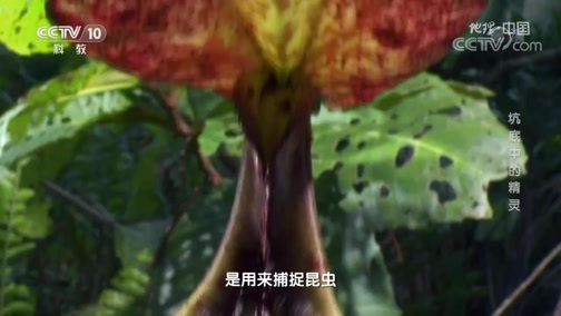 地理中国 《地理·中国》 20200304 坑底中的精灵