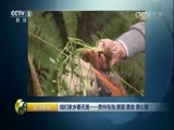 生财有道 《生财有道》 20170411 咱们家乡春天美——贵州乌当：美景 美食 美心窝