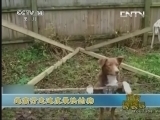 新闻袋袋裤 《新闻袋袋裤》 20130916