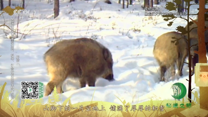 《秘境之眼》 驼鹿/野猪/猞猁/紫貂/原麝/貂熊 20210331