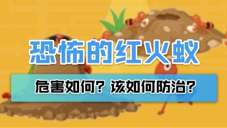 被咬一口不得了！红火蚁到底有多毒？