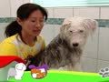 狗狗日记 第297天 水里的泡泡
