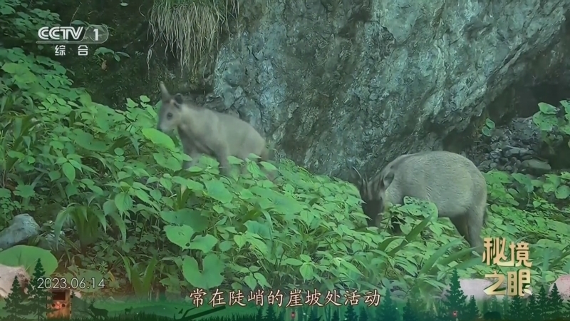 秘境之眼 《秘境之眼》 中华斑羚 20250127