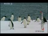 动物世界 动物世界 2010年 第145期