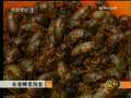 致富经 致富经 2009年 第157期