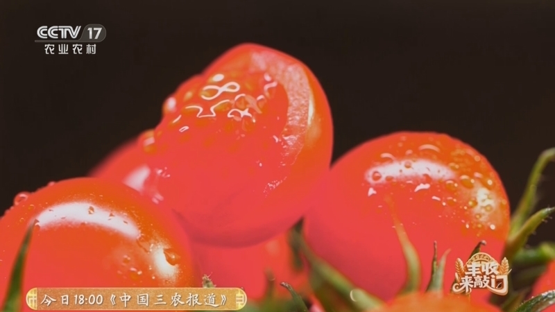 《谁知盘中餐》 20251017 丰收来敲门 番茄的风味密码