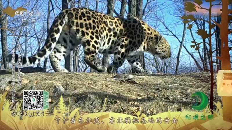 《秘境之眼》 虎/豹 20210308