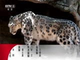 动物世界 《动物世界》 20180129 沙滩上的盛宴