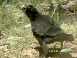 人与自然 《人与自然》 20150609 自然发现：鸟类的生活——成长（下）