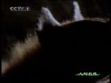人与自然 非洲豹 人与自然 20101109