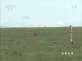 动物世界 《动物世界》 20170518 猎豹三剑客