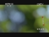 动物世界 《动物世界》 20141126 花粉使者