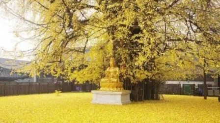 说天下 少林寺那棵美了1500年的银杏树引网友“打卡”