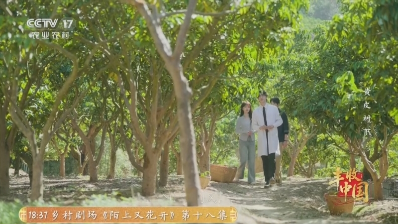 《黄皮树下》 第8集 新味道遇见旧相识