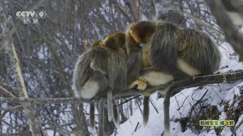《生存》 第2集 领地