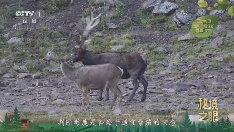 秘境之眼 《秘境之眼》 白唇鹿 20260408