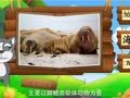 看图识物 海象 企鹅 水獭