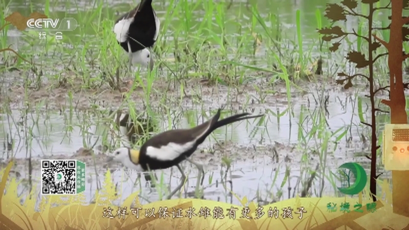 秘境之眼 《秘境之眼》 水雉 20220708