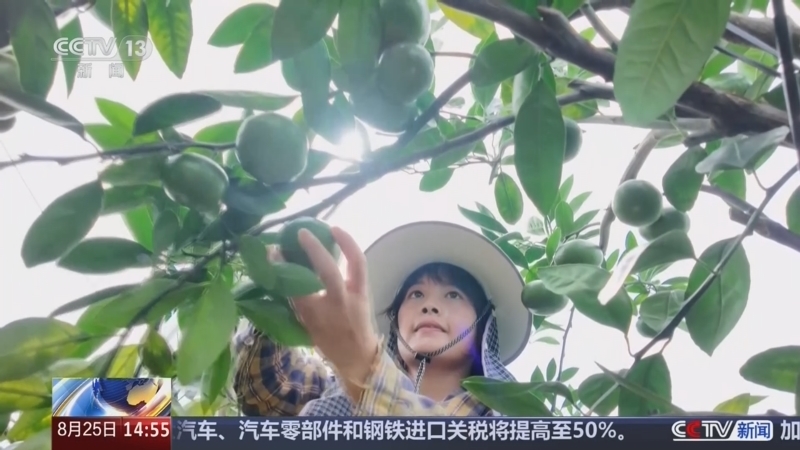 新闻直播间 《新闻直播间》 20260825 14:00