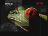 动物世界 《动物世界》 20120330