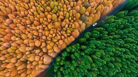 探寻山王坪奇妙山林