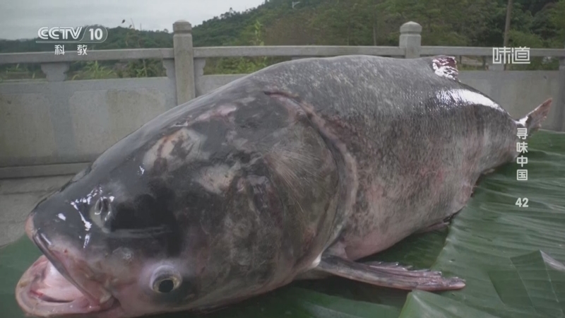 《味道》 20251027 寻味中国（42）